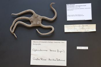 Media type: image; Invertebrate Zoology OPH-6151